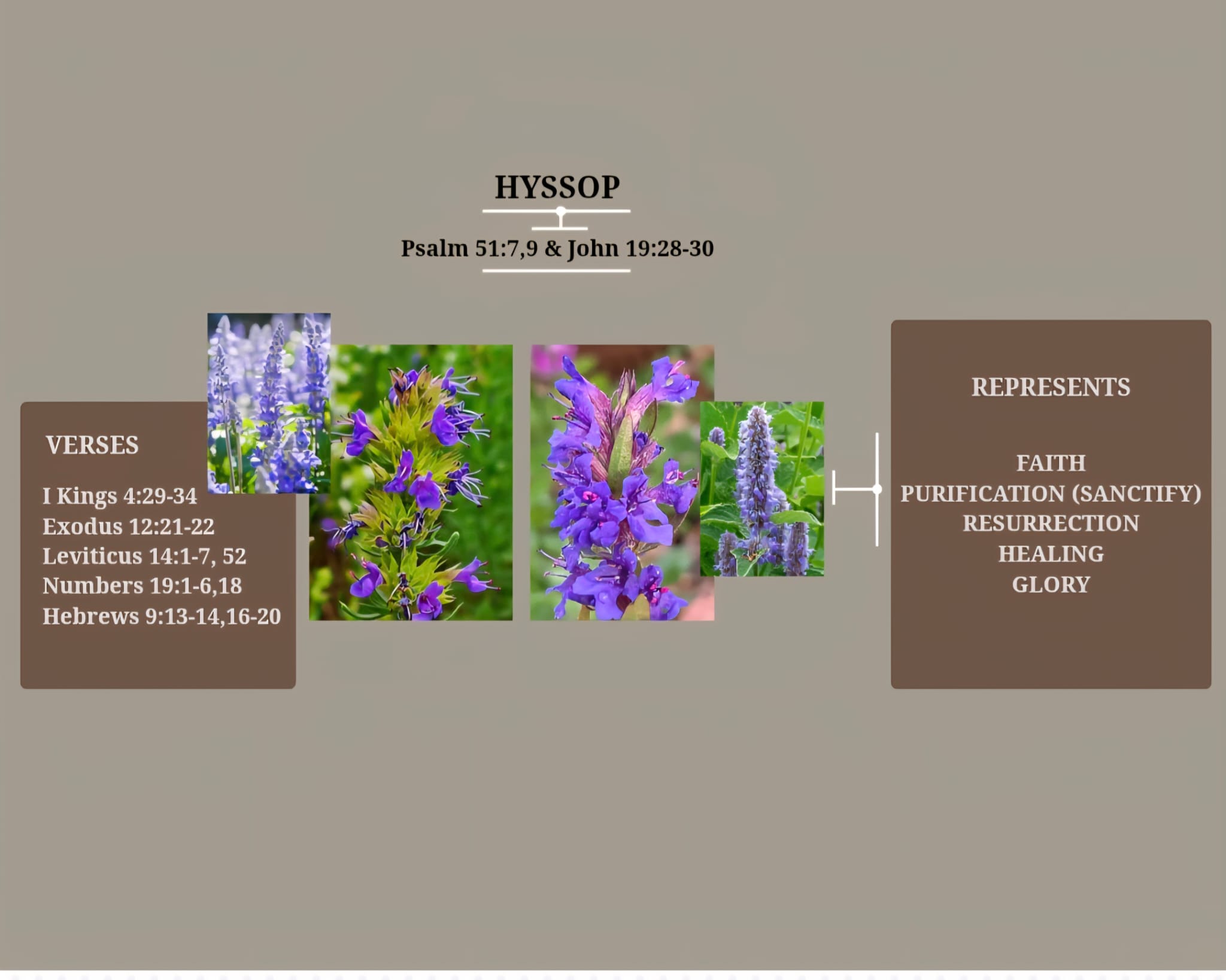 The Hyssop and the Blood